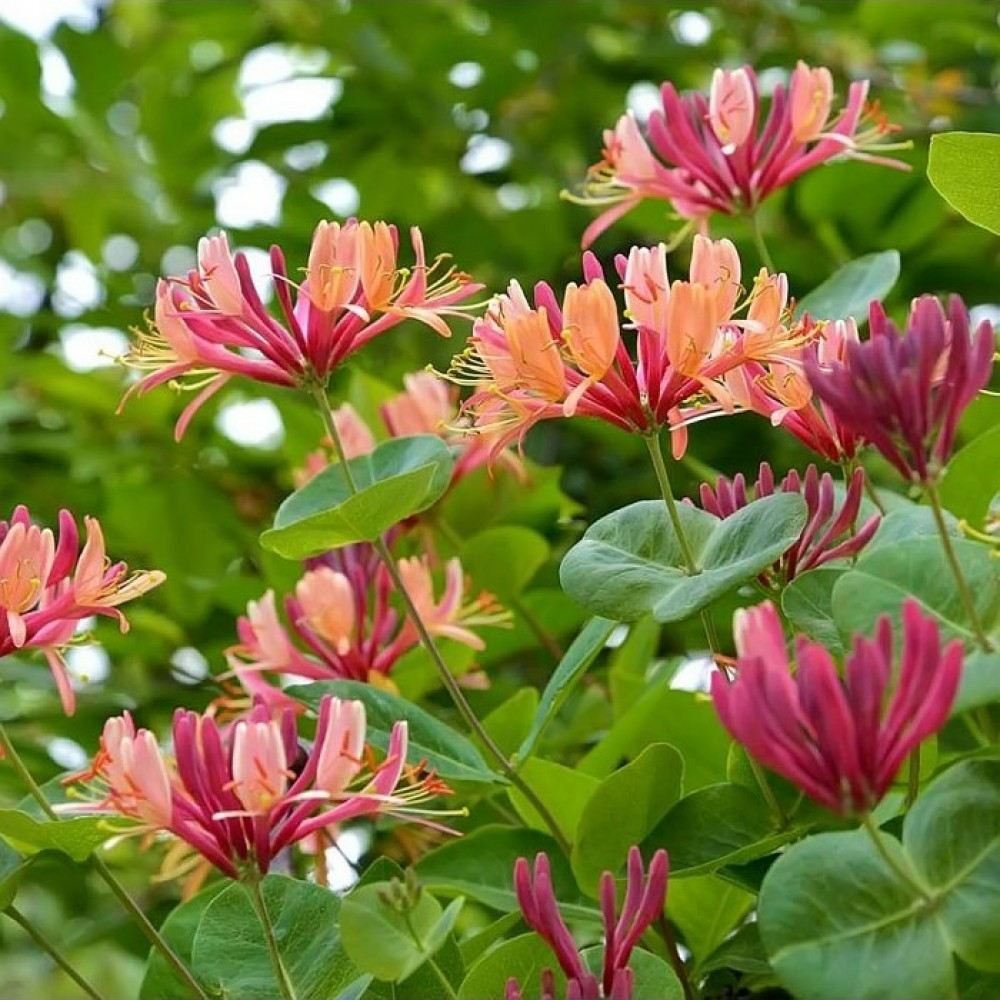 Mana Maicii Domnului/Caprifoi (Lonicera) American Beauty, cataratoare