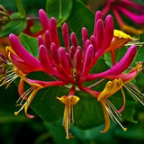 Mana Maicii Domnului/Caprifoi (Lonicera) American Beauty, cataratoare