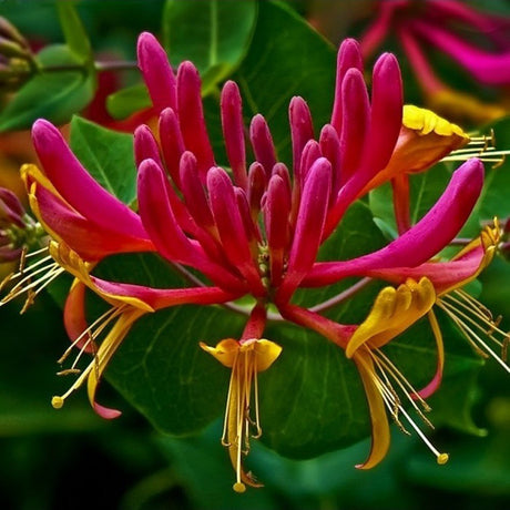 Mana Maicii Domnului/Caprifoi (Lonicera) American Beauty, cataratoare