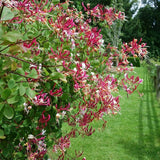 Mana Maicii Domnului/Caprifoi (Lonicera) Henryi, cu flori rosu-galbui, cataratoare