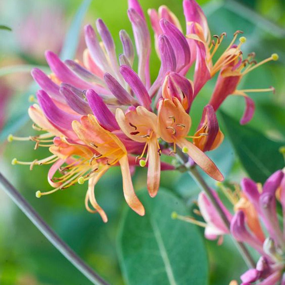 Mana Maicii Domnului/Caprifoi (Lonicera) Henryi, cu flori rosu-galbui, cataratoare