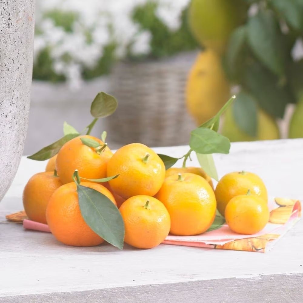 Мандарина джудже Calamondin, с кисели-сладки плодове, доставя се с узрели плодове