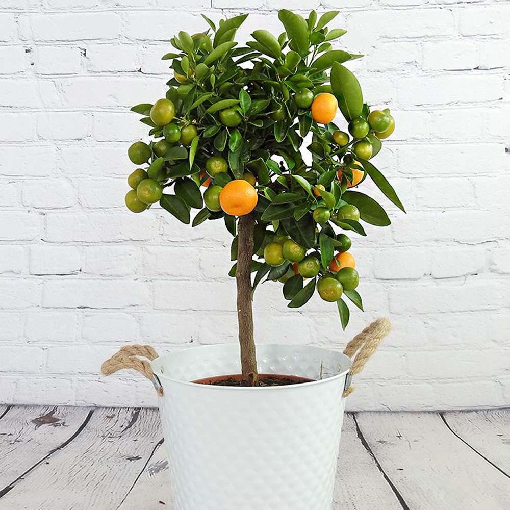 Мандарина джудже Calamondin, с кисели-сладки плодове, доставя се с узрели плодове