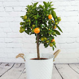 Мандарина джудже Calamondin, с кисели-сладки плодове, доставя се с узрели плодове