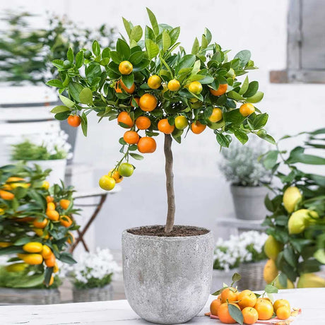 Мандарина джудже Calamondin, с кисели-сладки плодове, доставя се с узрели плодове