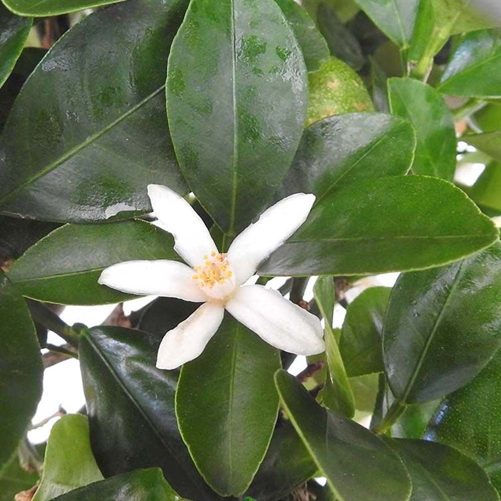 Мандарина джудже Calamondin, с кисели-сладки плодове, доставя се с узрели плодове