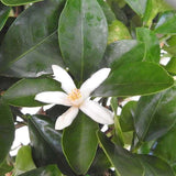 Mandarin pitic Calamondin, cu fructe