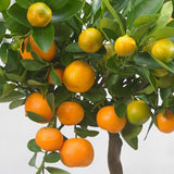 Мандарина джудже Calamondin, с кисели-сладки плодове, доставя се с узрели плодове