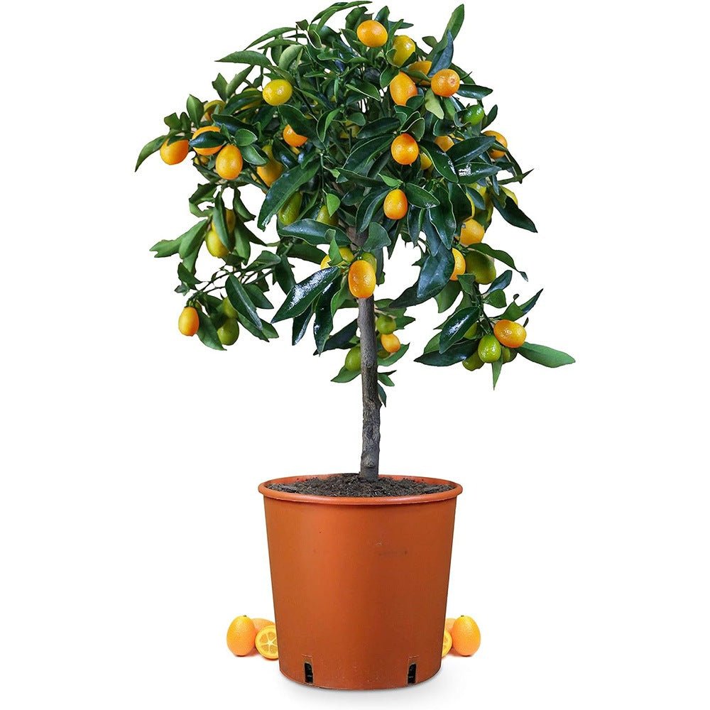 Мандарина джудже Calamondin, с кисели-сладки плодове, доставя се с узрели плодове