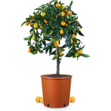 Мандарина джудже Calamondin, с кисели-сладки плодове, доставя се с узрели плодове