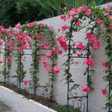 Iasomie Chilean Mandevilla Rio Pink Roz (Dipladenia)