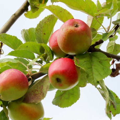 Mar (Malus) Delcorf, cu fructe dulci