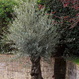 Maslin Bonsai Stravechi (100 Ani) 180 cm, aclimatizat
