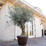 Maslin Bonsai Stravechi (100 Ani) 180 cm, aclimatizat