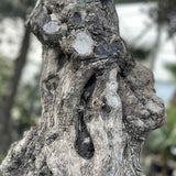 Maslin Bonsai Stravechi (100 Ani) 180 cm, aclimatizat