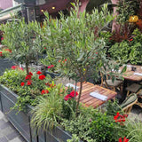 Maslin European 100-110 cm, aclimatizat