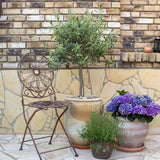 Maslin European 100-110 cm, aclimatizat