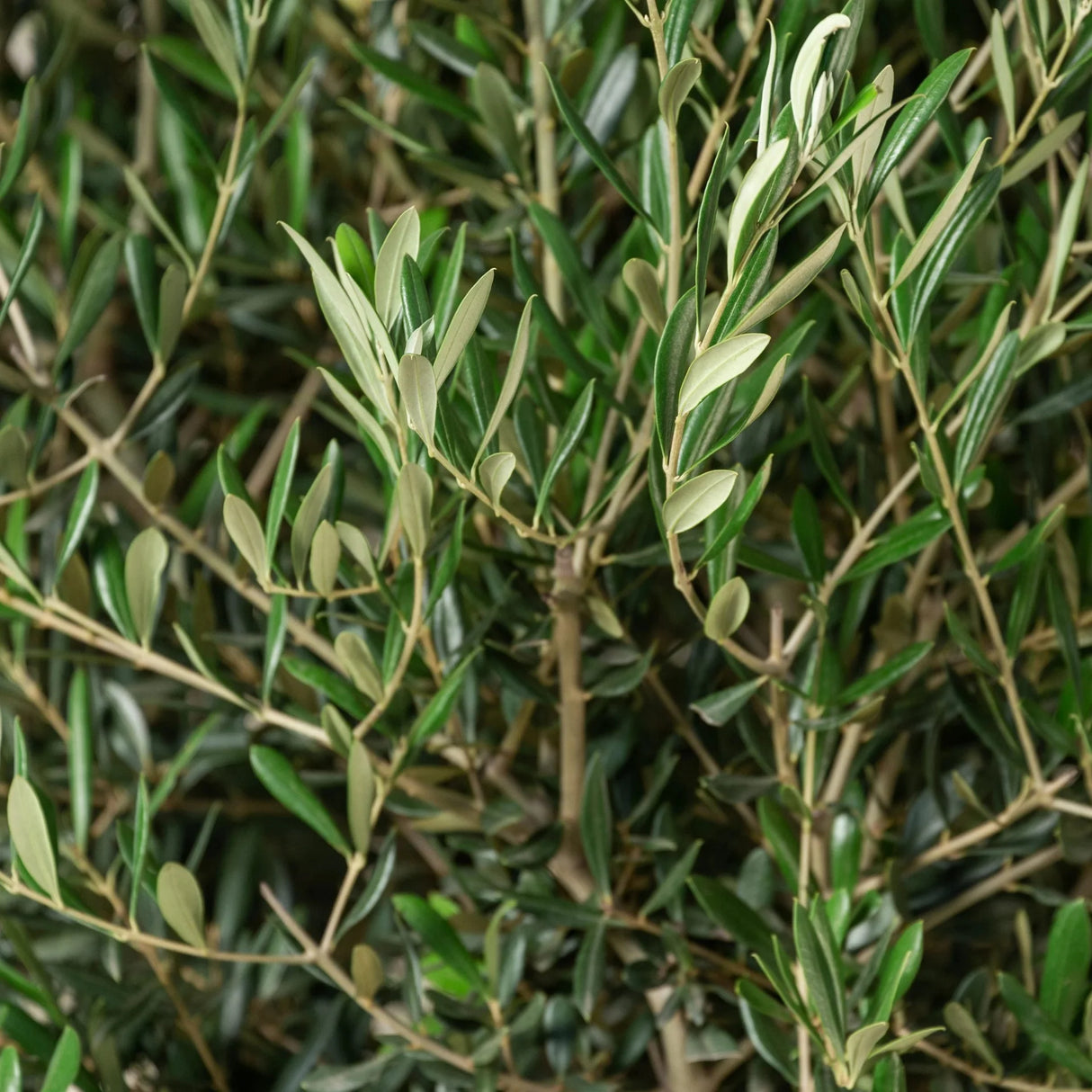 Maslin European 120 cm, aclimatizat