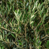 Maslin European 120 cm, aclimatizat