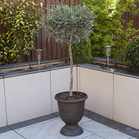 Maslin European 90 cm, aclimatizat