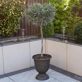 Maslin European 90 cm, aclimatizat