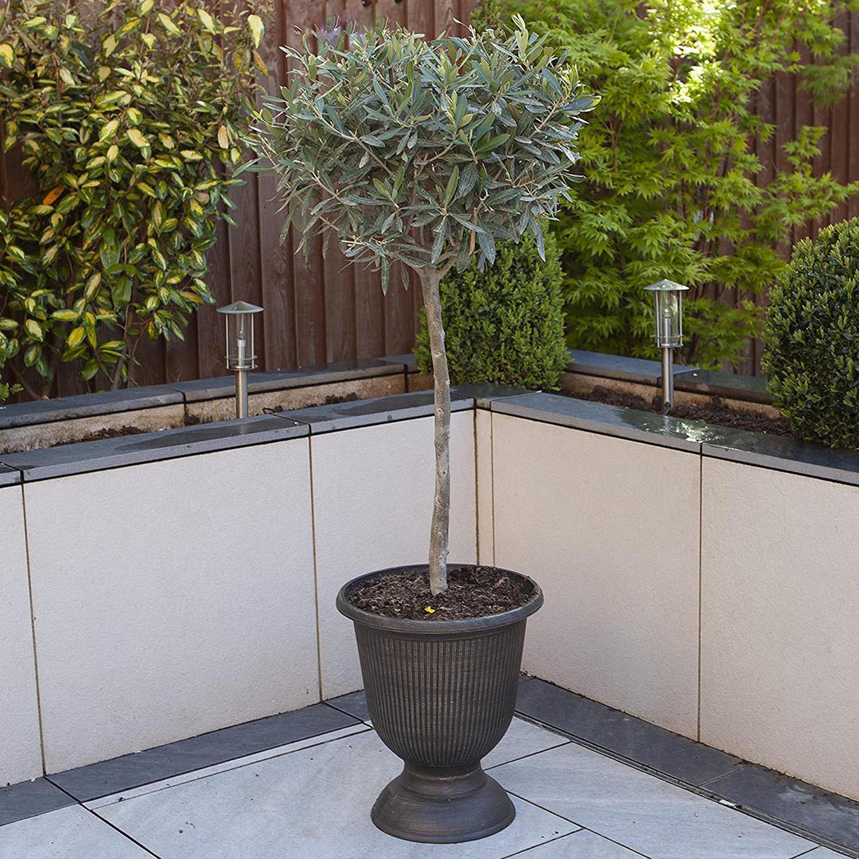 Maslin European 90 cm, aclimatizat