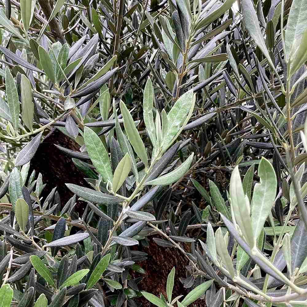 Maslin European 170 cm, aclimatizat