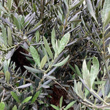 Maslin European 170 cm, aclimatizat