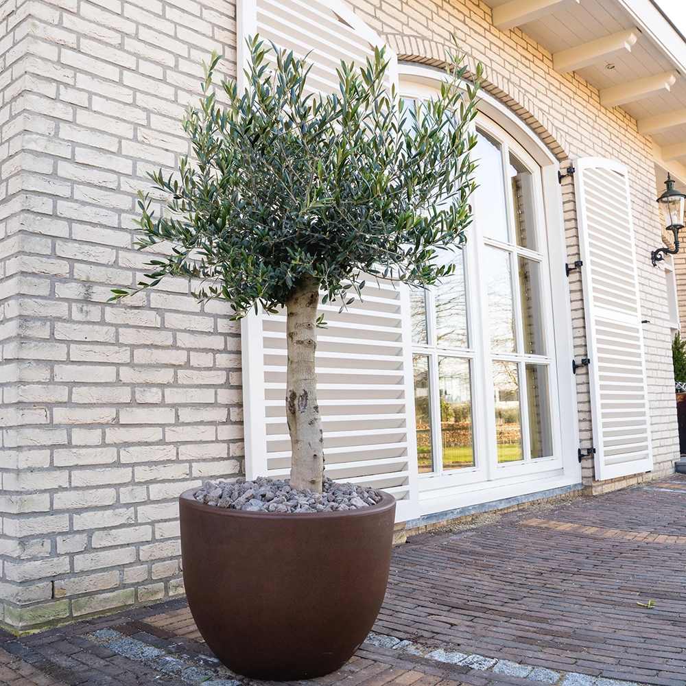 Maslin European 170 cm, aclimatizat