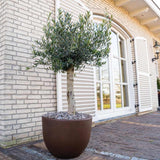 Maslin European 170 cm, aclimatizat