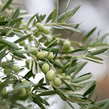 Maslin European 60-70 cm, aclimatizat