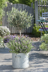 Maslin European 60-70 cm, aclimatizat