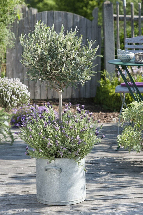 Maslin European 60-70 cm, aclimatizat