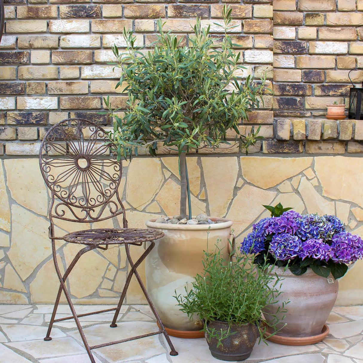 Maslin European 60-70 cm, aclimatizat