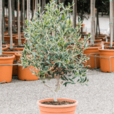 Maslin European 60-70 cm, aclimatizat