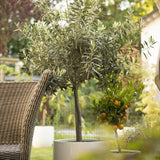 Maslin European 90 cm, aclimatizat