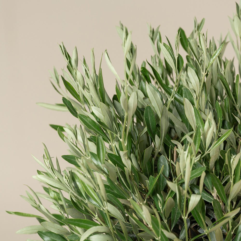 Maslin European 90 cm, aclimatizat