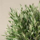 Maslin European 90 cm, aclimatizat