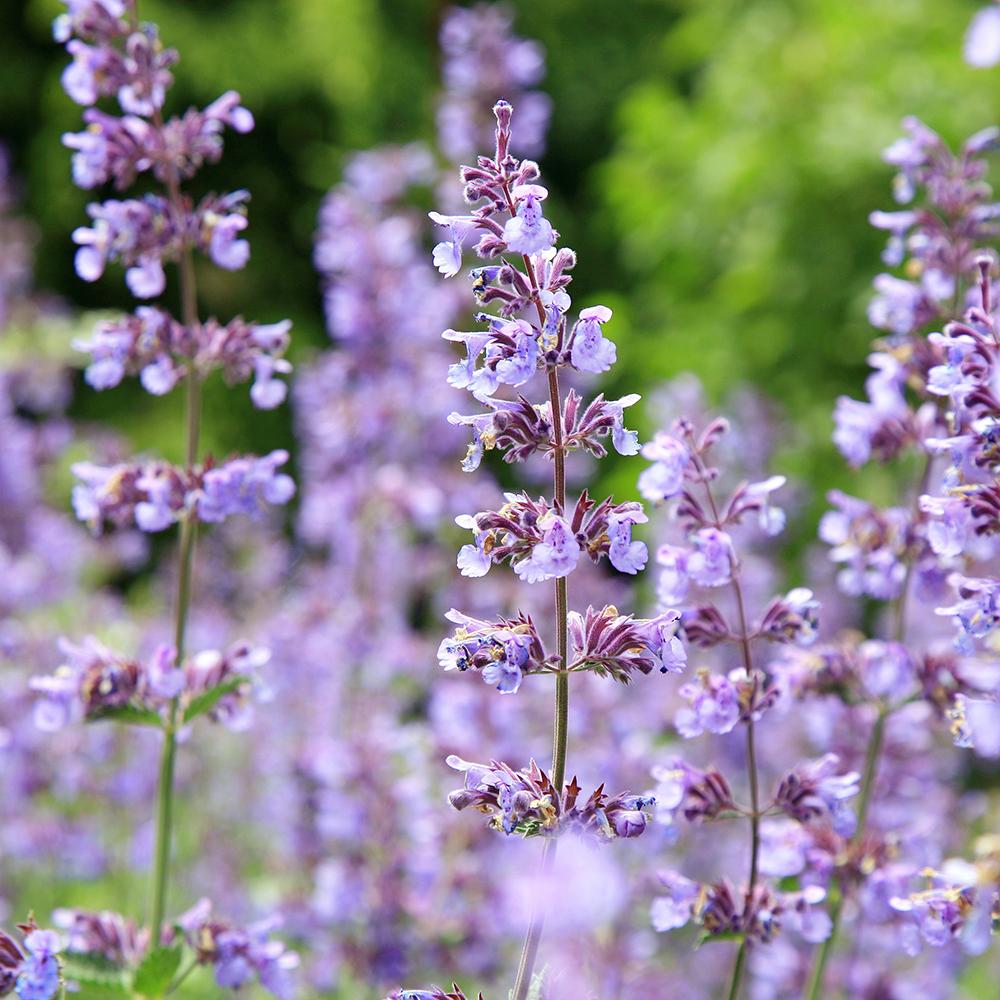 Catnip, Matei, Catusnica (Nepeta) Six Hills Giants- интензивен аромат