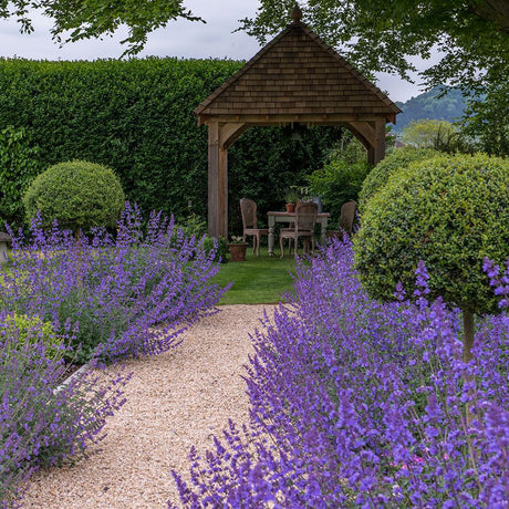 Menta Pisicii, Iarba Matei, Catusnica (Nepeta) Six Hills Giants- Aroma Intens
