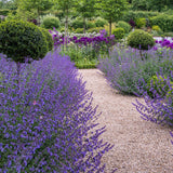 Catnip, Matei, Catusnica (Nepeta) Six Hills Giants- интензивен аромат
