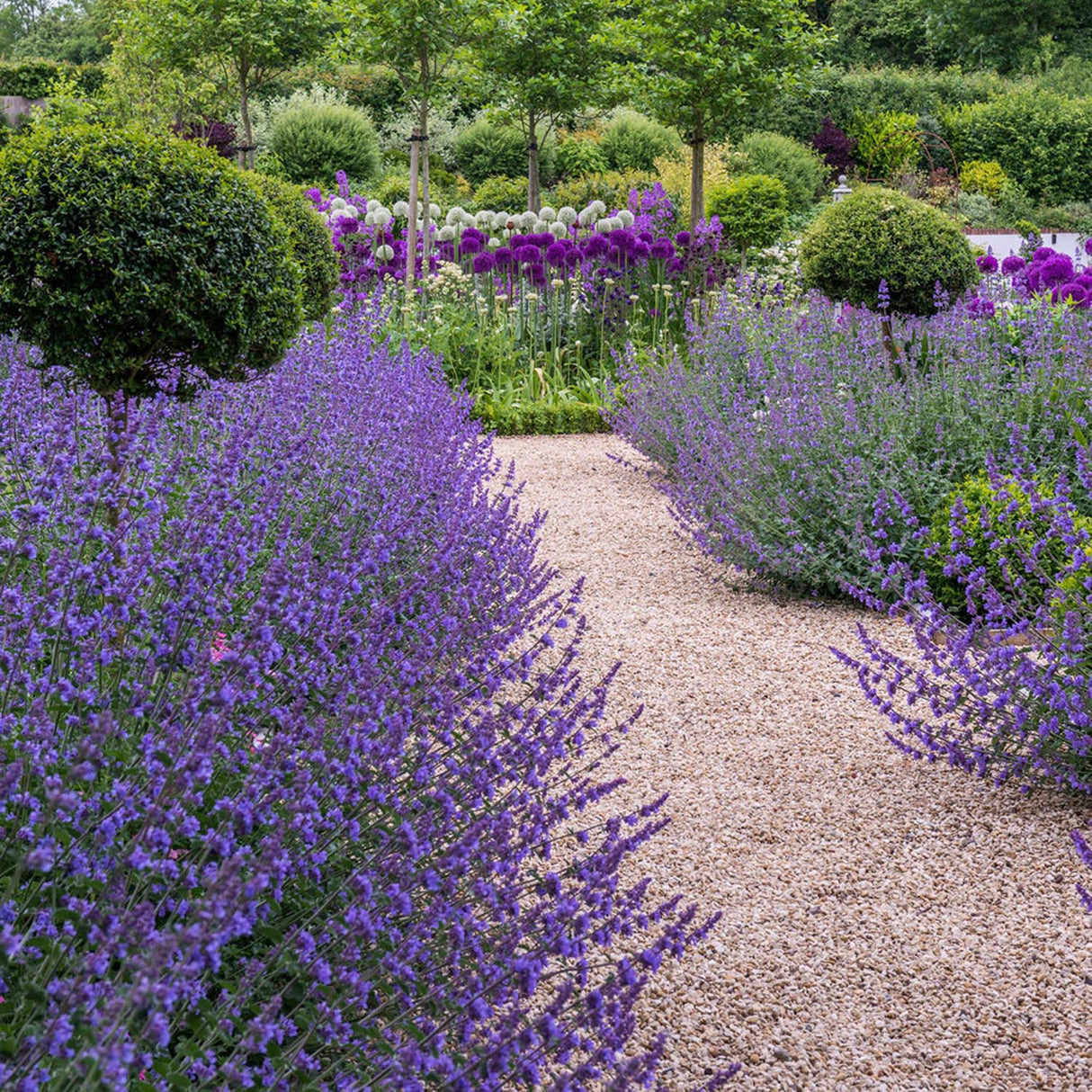 Menta Pisicii, Iarba Matei, Catusnica (Nepeta) Six Hills Giants- Aroma Intens