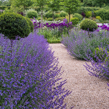 Menta Pisicii, Iarba Matei, Catusnica (Nepeta) Six Hills Giants- Aroma Intens