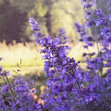 Catnip, Matei, Catusnica (Nepeta) Six Hills Giants- интензивен аромат