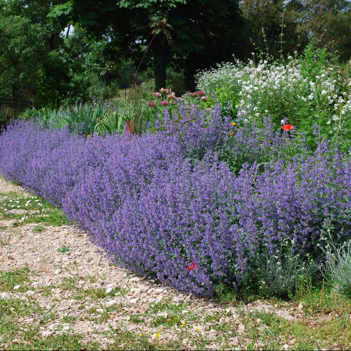 Catnip, Matei, Catusnica (Nepeta) Six Hills Giants- интензивен аромат