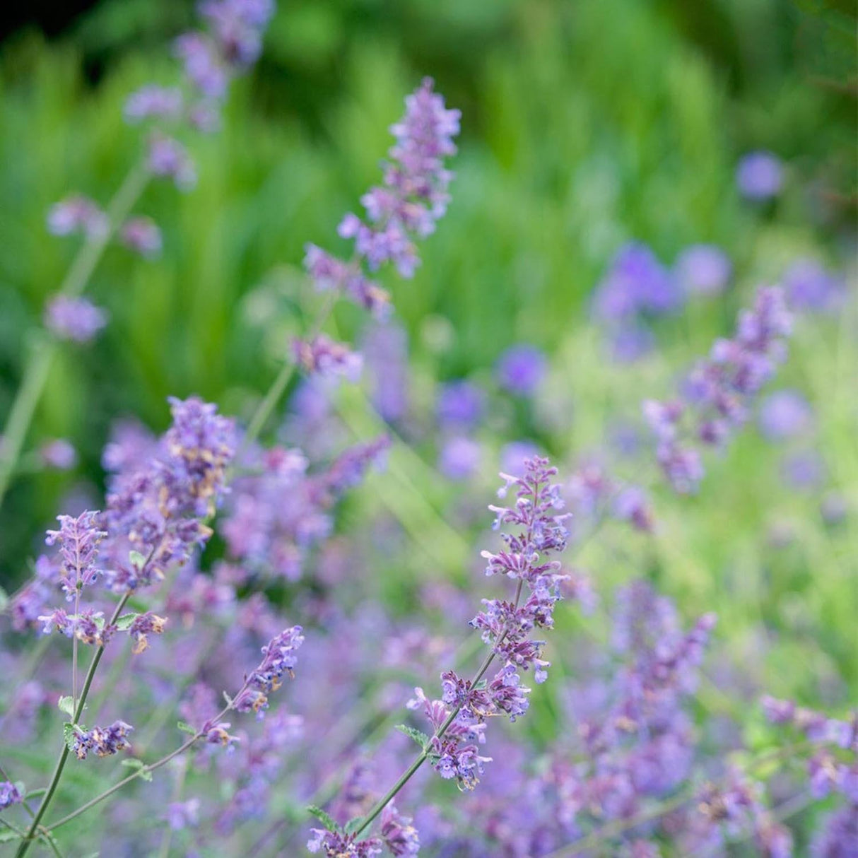 Catnip, Matei, Catusnica (Nepeta) Six Hills Giants- интензивен аромат