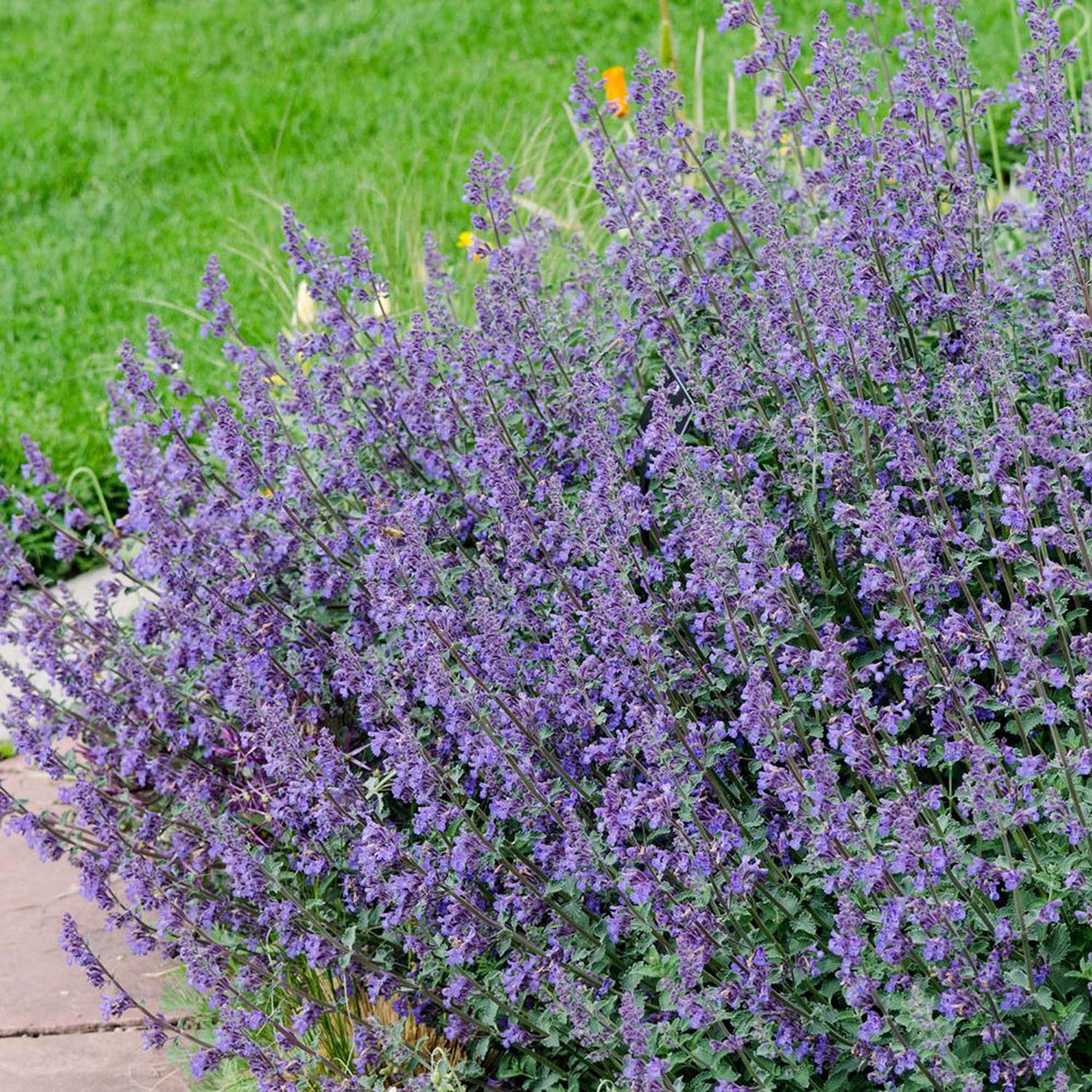 Catnip, Matei, Catusnica (Nepeta) Six Hills Giants- интензивен аромат