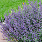 Catnip, Matei, Catusnica (Nepeta) Six Hills Giants- интензивен аромат