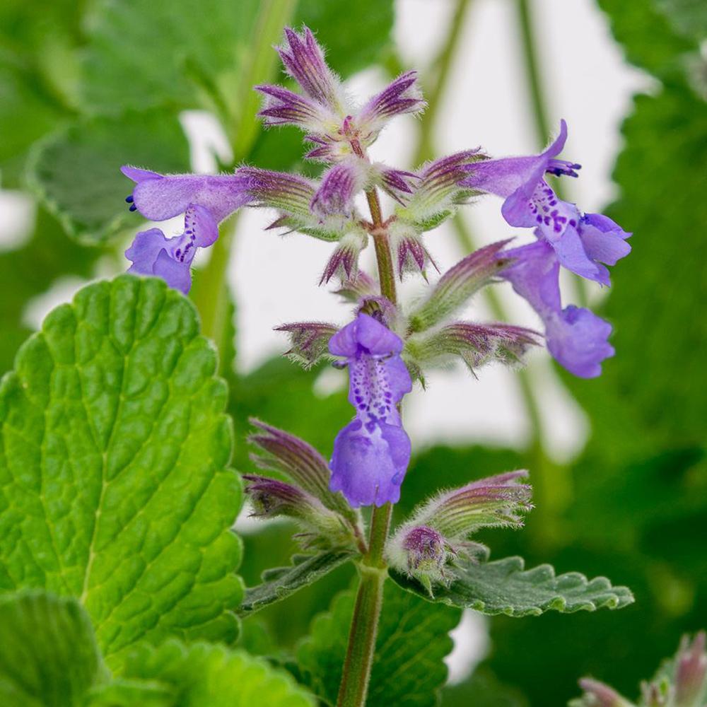 Menta Pisicii (Nepeta) Walker'S Low