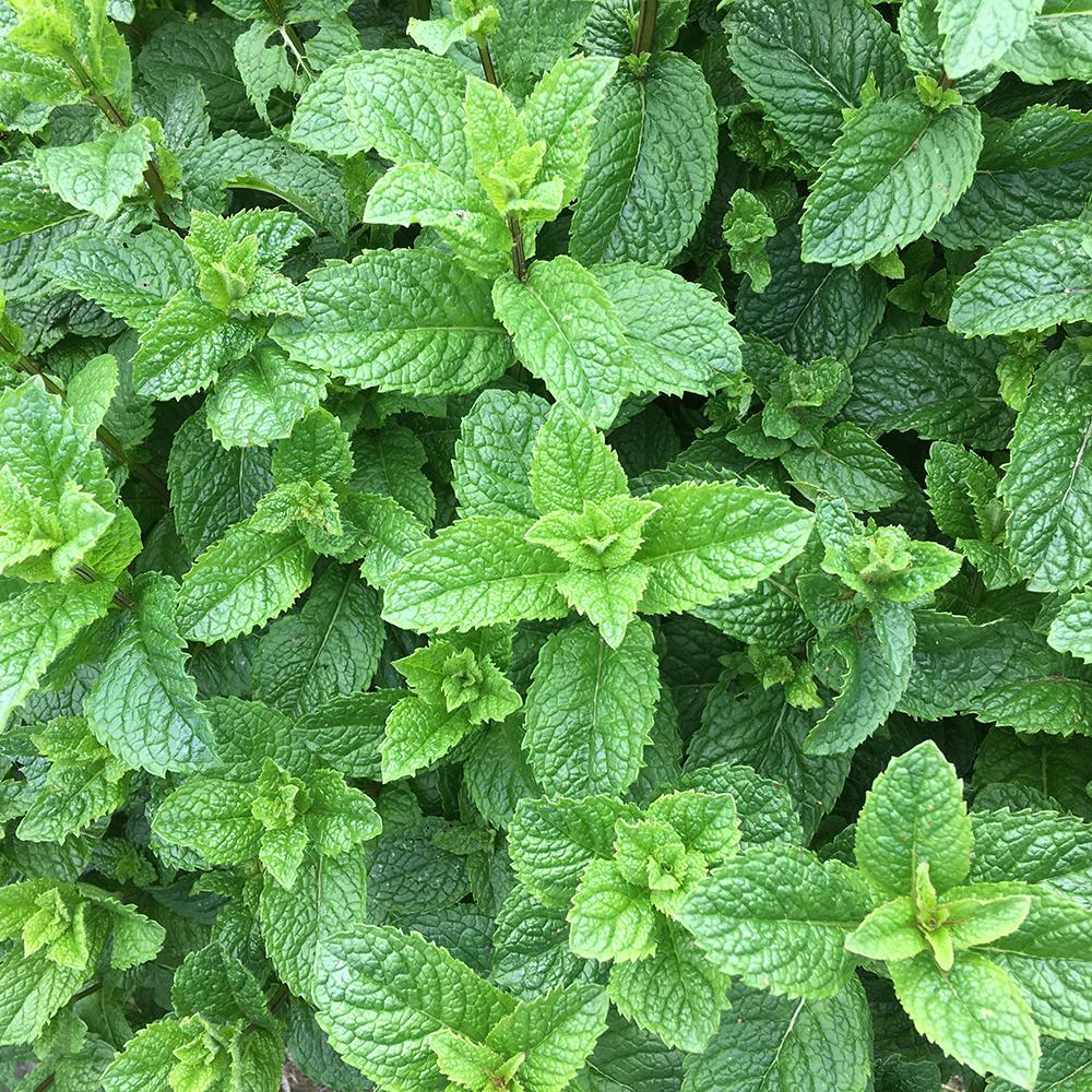 Menta